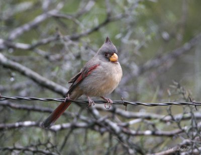 Pyrrhuloxia-7.jpg
