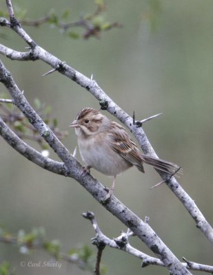 Clay-colored Sparrow.jpg