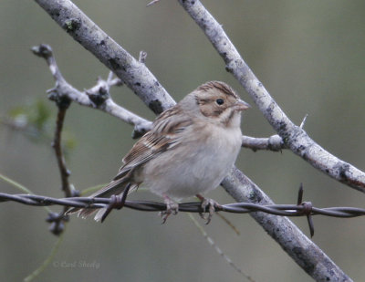 Clay-colored Sparrow-2.jpg