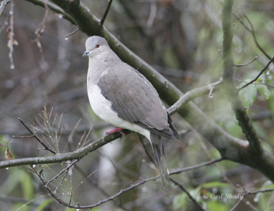 White-tipped Dove-3.jpg