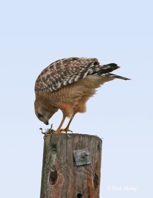 Red-shouldered Hawk-8.jpg