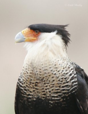 Caracara