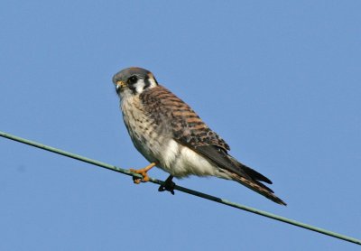 American Kestral