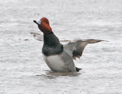 Redhead-3.jpg