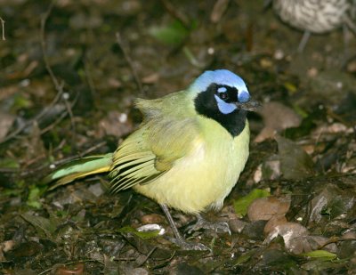 Green Jay-5.jpg