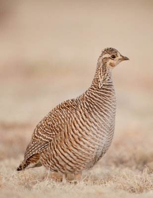 Lesser Prairie Chicken_2.jpg