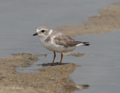 Piping Plover-1.jpg