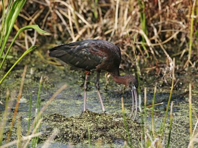 Glossy Ibis