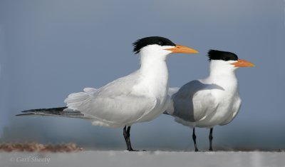 Royal Terns-4.jpg