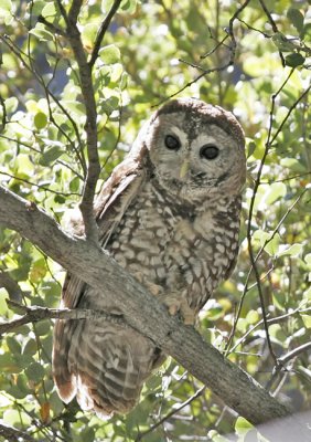 Spotted Owl-4
