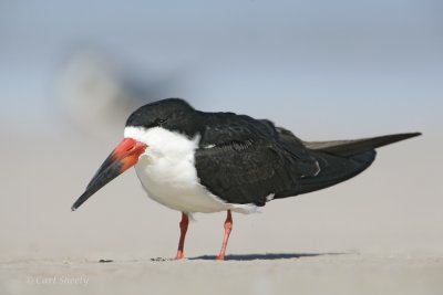 Black Skimmer