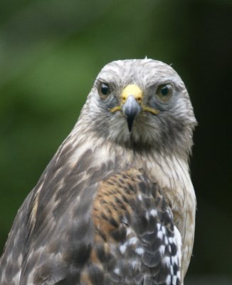 Red-shouldered Hawk-10.jpg