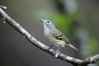 Blue-headed Vireo-4.jpg