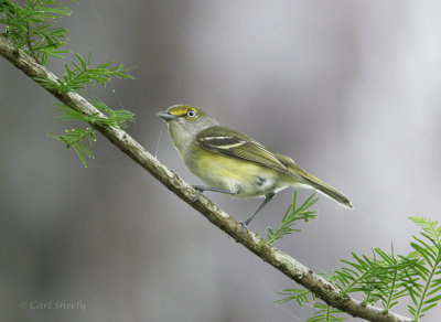 White-eyed Vireo-6.jpg
