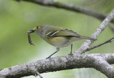 White-eyed Vireo-7.jpg