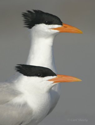 Royal Terns_2.jpg