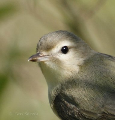 Warbling Vireo-4.jpg