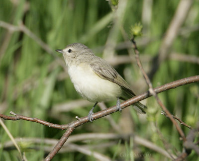 Warbling Vireo-5.jpg