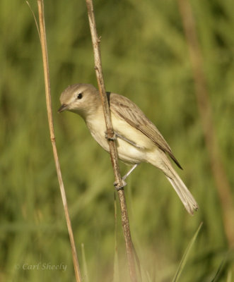 Warbling Vireo-8.jpg