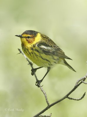 Cape May Warbler-7.jpg