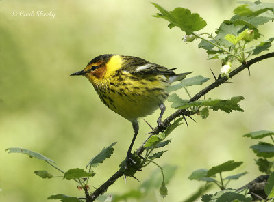 Cape May Warbler-8.jpg