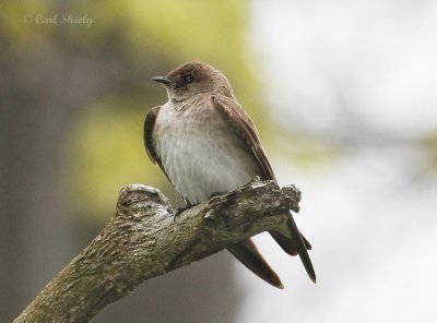 Rough-winged Swallow-2.jpg