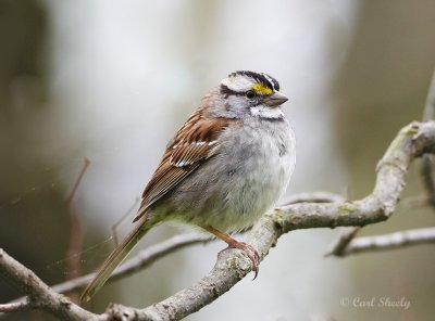 White-throated Sparrow-4.jpg