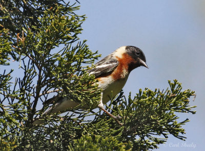 Bay-breasted Warbler-4.jpg
