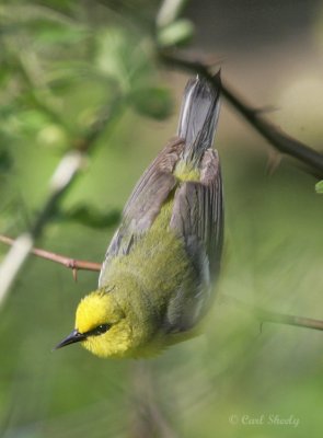 Blue-winged Warbler-7.jpg