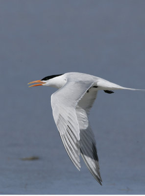 Royal Tern-5.jpg