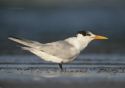 Royal Tern-6.jpg