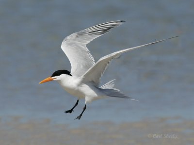 Royal Tern-8.jpg
