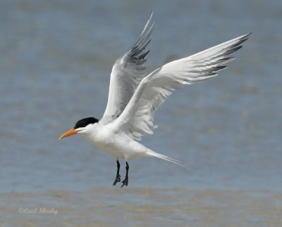 Royal Tern-9.jpg