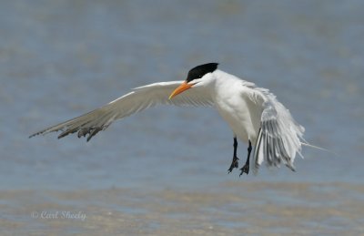Royal Tern-10.jpg