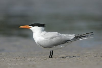 Royal Tern_15.jpg