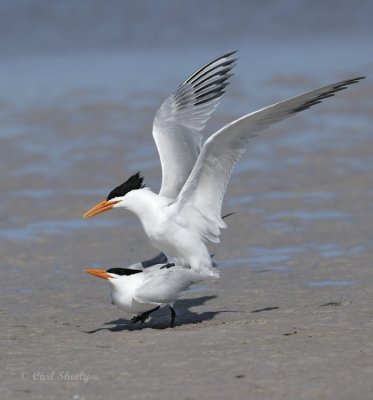 Royal Tern-16.jpg