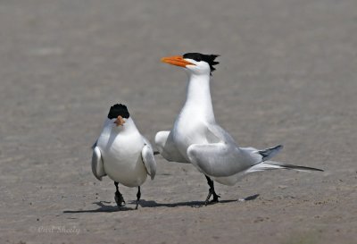 Royal Tern_17.jpg