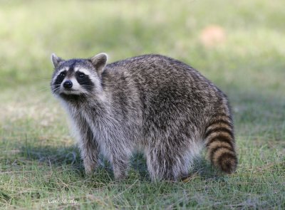 Raccoon.jpg