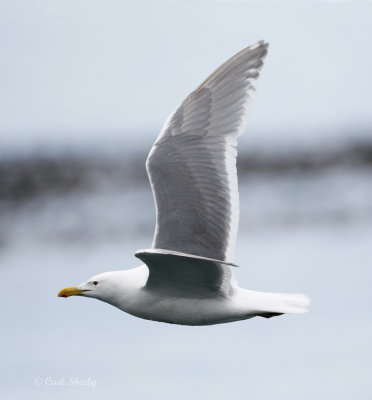 Glaucous-winged Gull-4.jpg