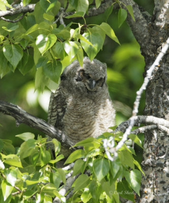 Great-horned Owlet.jpg