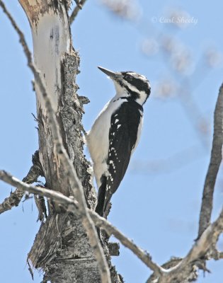 Hairy Woodpecker-4.jpg