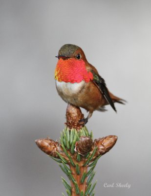 Rufous Hummingbird_2.jpg