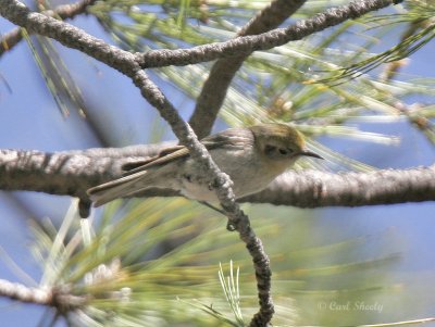 Olive Warbler-4.jpg