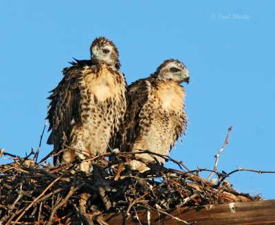 Red-tailed Hawk chicks.jpg