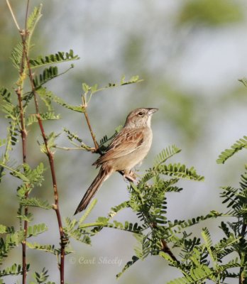 Botteris Sparrow.jpg