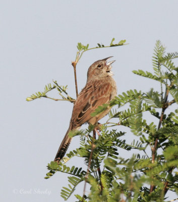 Botteris Sparrow-7.jpg