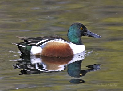 Northern Shoveler