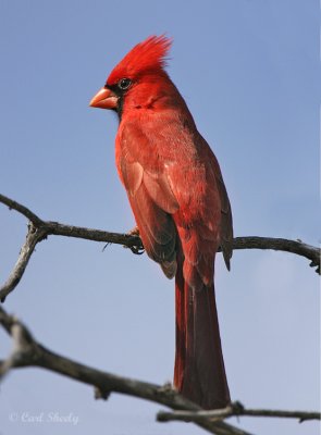 Cardinal-6.jpg