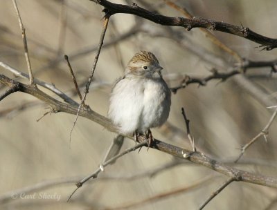 Brewers Sparrow-8.jpg
