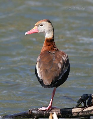 Black-bellied Whistling-Duck-5.jpg